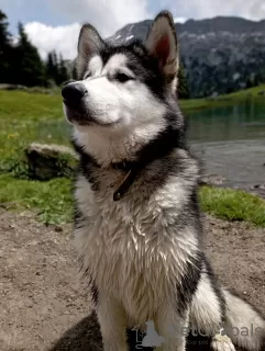 Foto №1. alaskan malamute - zum Verkauf in der Stadt Rougemont | 4500€ | Ankündigung № 57528