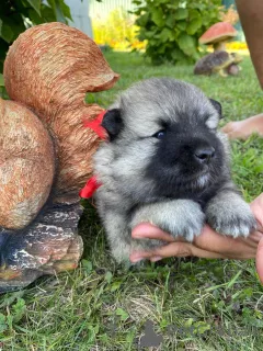 Foto №4. Ich werde verkaufen german spitz in der Stadt Nowosibirsk. züchter - preis - verhandelt