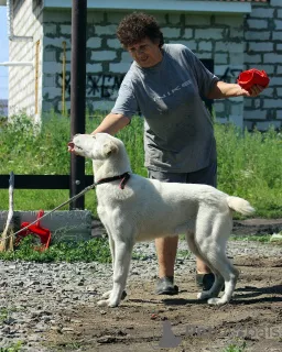 Zusätzliche Fotos: Zentralasiatischer Schäferhundwelpe