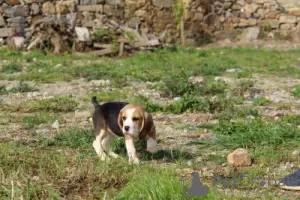 Foto №2 zu Ankündigung № 126886 zu verkaufen beagle - einkaufen Portugal 