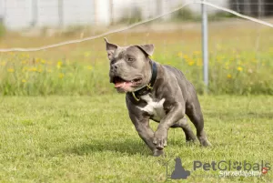 Foto №2 zu Ankündigung № 82716 zu verkaufen american bully - einkaufen Polen quotient 	ankündigung