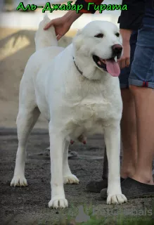 Zusätzliche Fotos: Zentralasiatischer Schäferhundwelpe