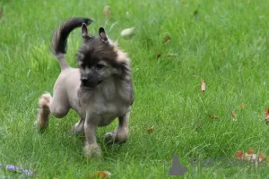 Foto №4. Ich werde verkaufen chinesischer schopfhund in der Stadt Piaseczno. züchter - preis - 1250€