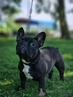 Foto №2 zu Ankündigung № 68859 zu verkaufen französische bulldogge - einkaufen Serbien züchter