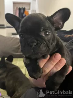 Foto №3. Französische Bulldogge. Deutschland