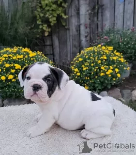 Foto №1. englische bulldogge - zum Verkauf in der Stadt Lisbon | verhandelt | Ankündigung № 126870