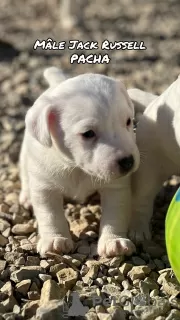 Foto №2 zu Ankündigung № 128106 zu verkaufen jack russell terrier - einkaufen Frankreich züchter