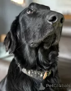 Foto №2 zu Ankündigung № 127187 zu verkaufen flat coated retriever - einkaufen Frankreich 