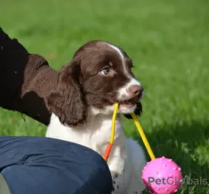 Foto №2 zu Ankündigung № 129506 zu verkaufen english springer spaniel - einkaufen Niederlande quotient 	ankündigung