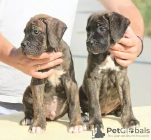 Foto №4. Ich werde verkaufen cane corso italiano in der Stadt Vršac. züchter - preis - verhandelt