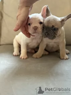 Foto №1. französische bulldogge - zum Verkauf in der Stadt Cold Spring Harbor | 425€ | Ankündigung № 128737