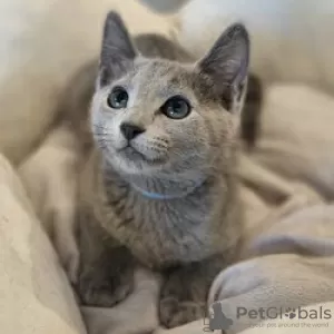 Foto №3. Ab sofort sind reinrassige Russian Blue Kitten erhältlich. Schweiz