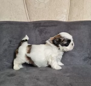 Foto №2 zu Ankündigung № 54873 zu verkaufen shih tzu - einkaufen Rumänien züchter