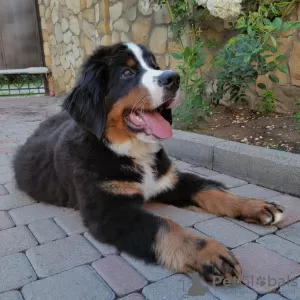 Foto №1. berner sennenhund - zum Verkauf in der Stadt Trieste | 1300€ | Ankündigung № 20675