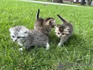 Zusätzliche Fotos: Schottische Kätzchen Scottish Fold und Scottish Straight