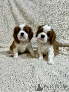 Foto №2 zu Ankündigung № 100794 zu verkaufen cavalier king charles spaniel - einkaufen Serbien züchter