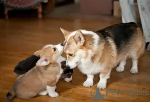 Foto №1. welsh corgi - zum Verkauf in der Stadt Бохум | 150€ | Ankündigung № 129406