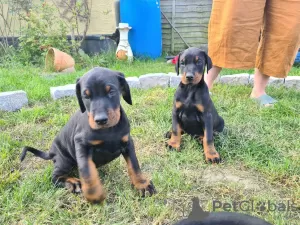 Foto №1. dobermann - zum Verkauf in der Stadt Bucharest | 200€ | Ankündigung № 10259