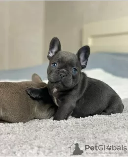 Foto №1. französische bulldogge - zum Verkauf in der Stadt Vilnius | verhandelt | Ankündigung № 128657