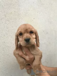 Zusätzliche Fotos: Amerikanischer Cocker Spaniel, 4 Hündinnen, 1 Rüde, A-Qualitätswelpen