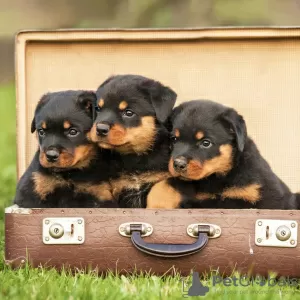 Foto №1. rottweiler - zum Verkauf in der Stadt Pueblo | 425€ | Ankündigung № 129564