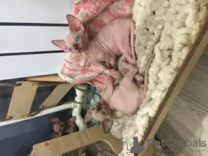 Foto №2 zu Ankündigung № 28538 zu verkaufen sphynx cat - einkaufen Russische Föderation züchter