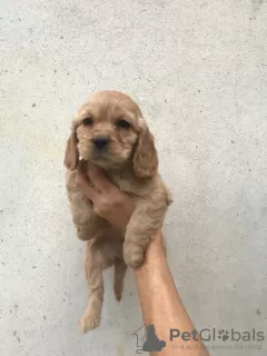 Zusätzliche Fotos: Amerikanischer Cocker Spaniel, 4 Hündinnen, 1 Rüde, A-Qualitätswelpen