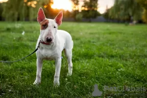 Zusätzliche Fotos: Verkauf von Standard-Bullterrier-Welpen