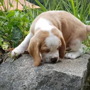 Foto №1. beagle - zum Verkauf in der Stadt Bonn | 478€ | Ankündigung № 128465