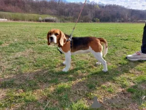 Foto №2 zu Ankündigung № 128607 zu verkaufen beagle - einkaufen Serbien züchter