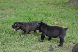 Foto №1. cane corso italiano - zum Verkauf in der Stadt Hartford | 531€ | Ankündigung № 129527