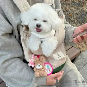 Foto №2 zu Ankündigung № 126871 zu verkaufen bichon frisé - einkaufen Portugal 