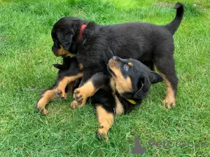 Foto №3. Schöne Rottweiler-Welpen. USA