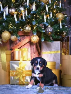 Zusätzliche Fotos: Entlebucher Sennenhund Welpen (5 Rüden und 1 Hündin). Welpen sind am 02.11.2022