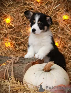 Foto №1. welsh corgi - zum Verkauf in der Stadt Wolgodonsk | verhandelt | Ankündigung № 86682