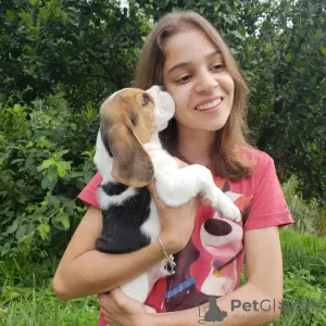 Foto №4. Ich werde verkaufen beagle in der Stadt Düsseldorf. quotient 	ankündigung - preis - 422€