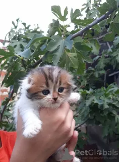 Foto №4. Ich werde verkaufen schottische faltohrkatze in der Stadt Krasnodar. vom kindergarten, züchter - preis - verhandelt