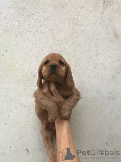 Foto №3. Amerikanischer Cocker Spaniel, 4 Hündinnen, 1 Rüde, A-Qualitätswelpen. Türkei