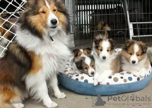 Foto №1. shetland sheepdog - zum Verkauf in der Stadt Toowoomba | 425€ | Ankündigung № 129482