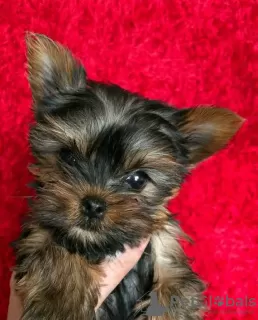 Foto №2 zu Ankündigung № 125802 zu verkaufen yorkshire terrier - einkaufen Schweden 