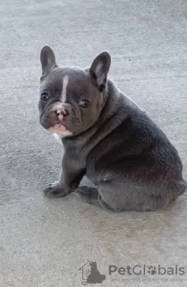 Foto №1. französische bulldogge - zum Verkauf in der Stadt Туусула | Frei | Ankündigung № 128358