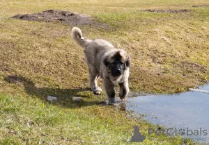 Zusätzliche Fotos: Kaukasischer Schäferhund