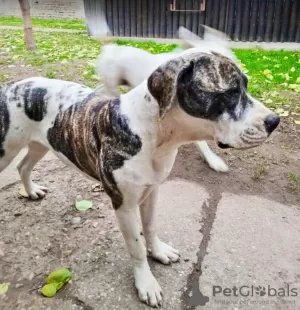 Zusätzliche Fotos: Amerikanische Bulldogge Hündinnen zu verkaufen