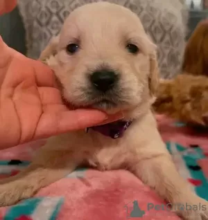 Foto №2 zu Ankündigung № 128600 zu verkaufen labrador retriever - einkaufen Portugal züchter