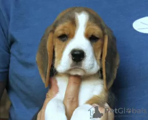 Foto №4. Ich werde verkaufen beagle in der Stadt Bremen. quotient 	ankündigung - preis - 478€