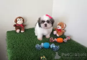 Foto №1. shih tzu - zum Verkauf in der Stadt München | 550€ | Ankündigung № 127493