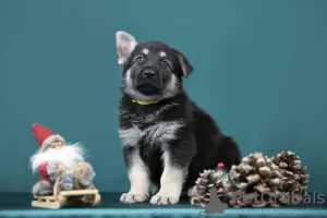 Foto №1. osteuropäischer schäferhund - zum Verkauf in der Stadt Riga | verhandelt | Ankündigung № 128582