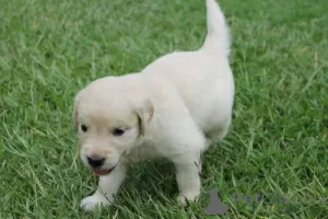 Foto №2 zu Ankündigung № 129273 zu verkaufen golden retriever - einkaufen Schweiz züchter