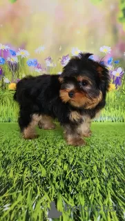 Foto №2 zu Ankündigung № 129650 zu verkaufen yorkshire terrier - einkaufen Finnland züchter