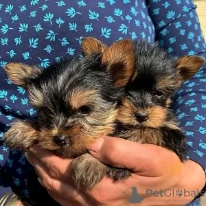 Foto №1. yorkshire terrier - zum Verkauf in der Stadt Pécs | verhandelt | Ankündigung № 79771